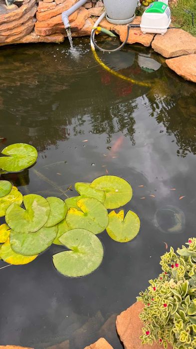 Donez Pesti Koi