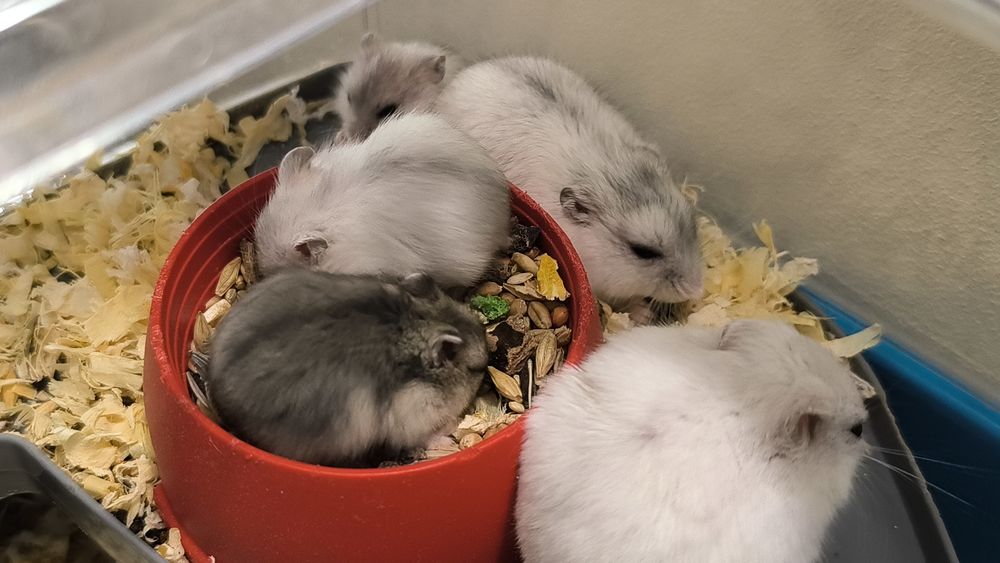 Hamsteri pitici de vanzare