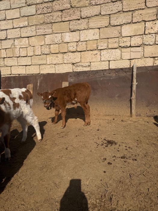 Бұзаулы сиырлар сатылады