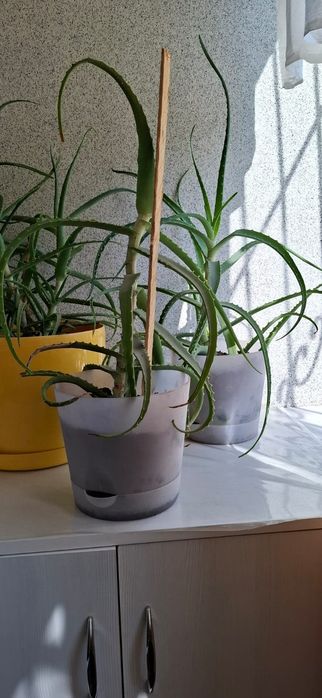 Продам комнатные растения