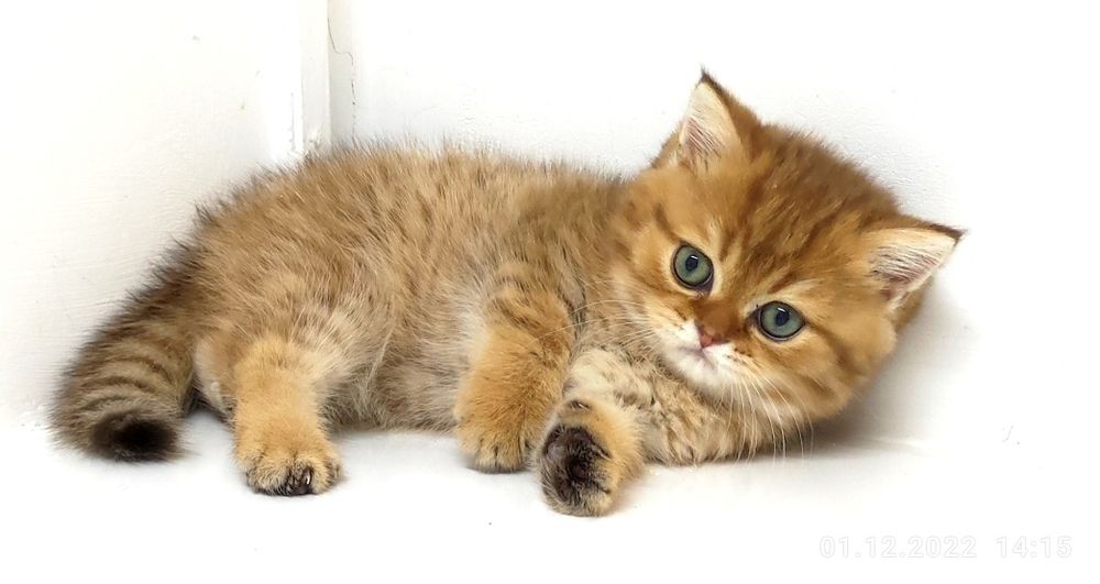 БриТашКи ОчаРоваШки ЗолоТые ПухЛяшкИ