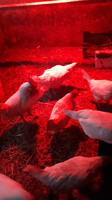 Ouo incubat leghorn  gaini de rasa