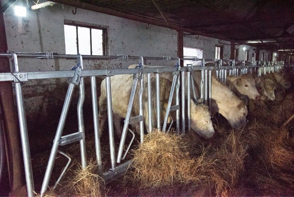 Front de Furajare Bovine