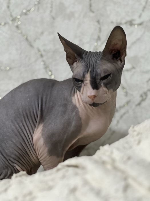 Кошечка канадского сфинкса