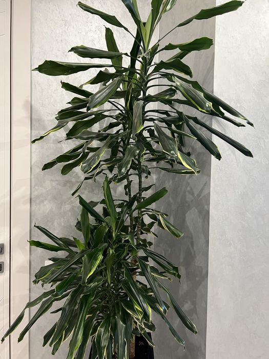 Комнатное растение драцена