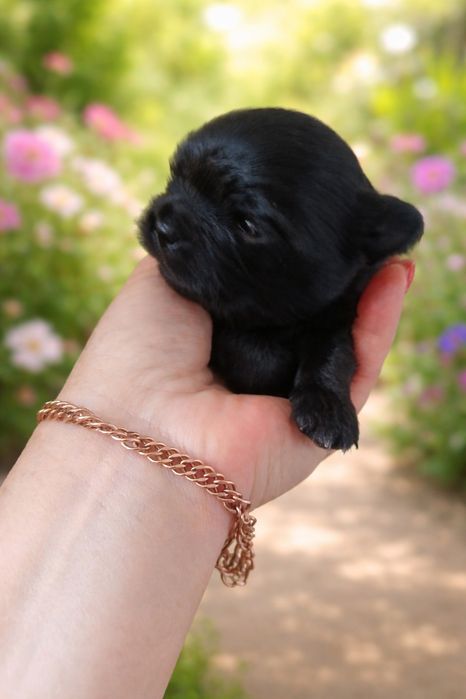 Щеночки чихуахуа