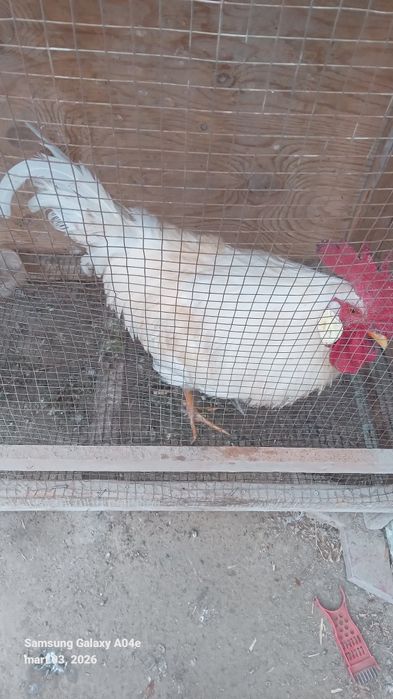 Oq xõroz kasallanmagan semizgina