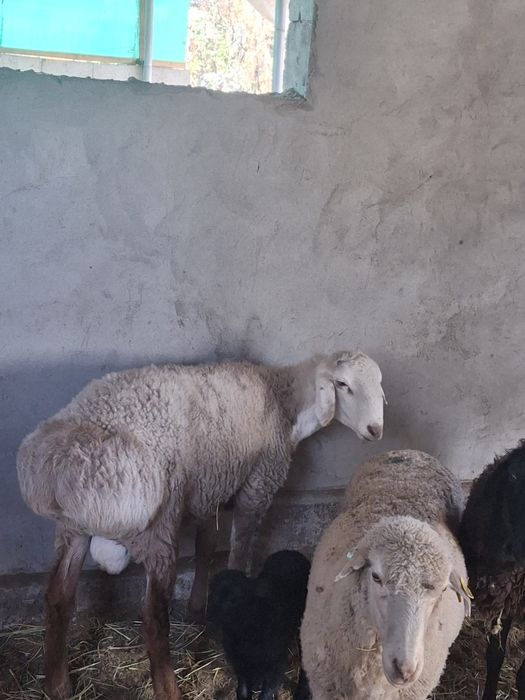 Продам кошкара  срочно