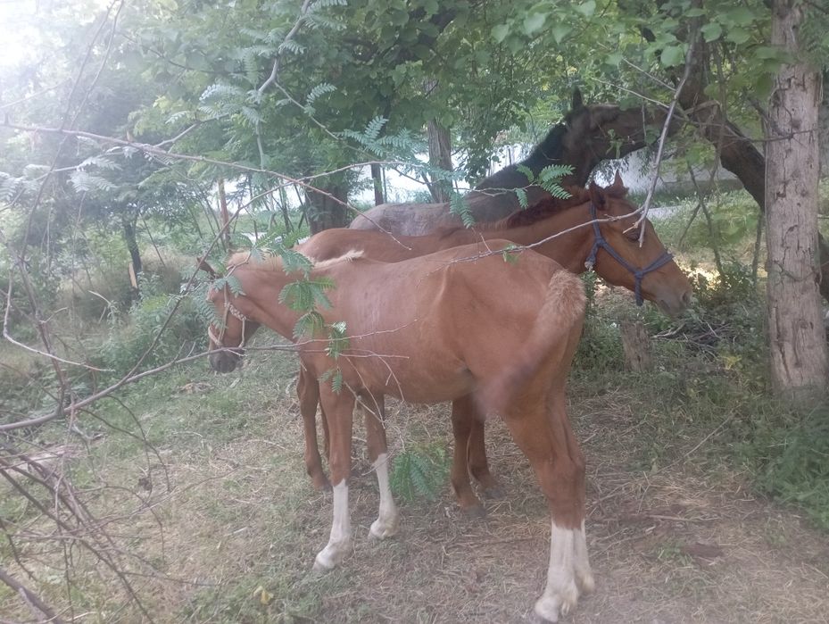 Toʻylar sotiladi 1 yashar