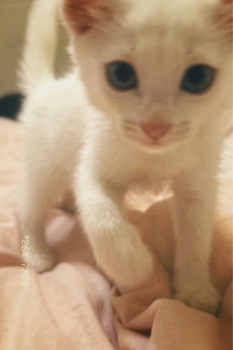 Белые котята месяца 4, еще не привит