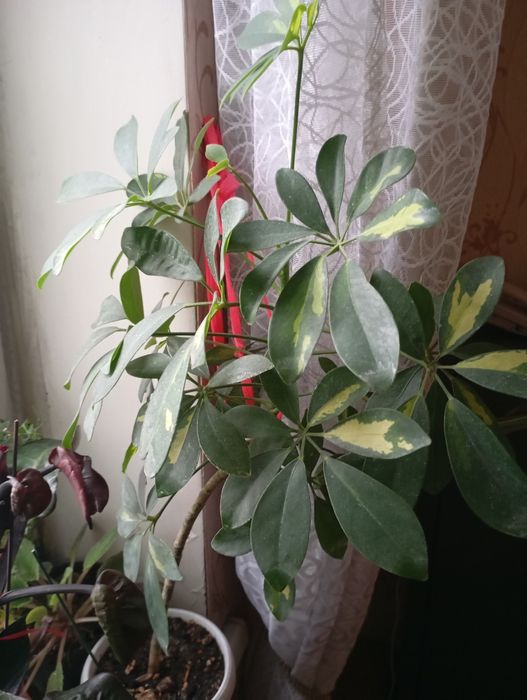 Шефлеры и эпипремиумы разные вариегатные