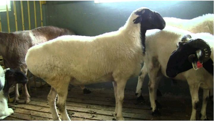 қой еті баран мяса