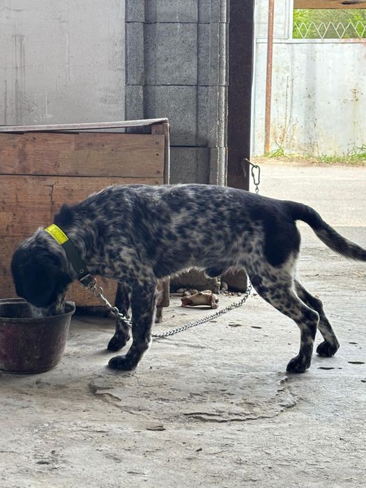 Продам Спаниель!!!