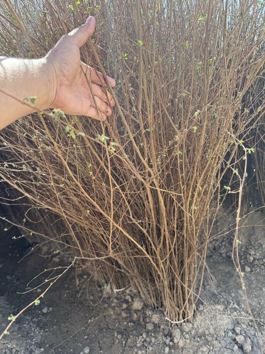 Вяз (карагач) оптом