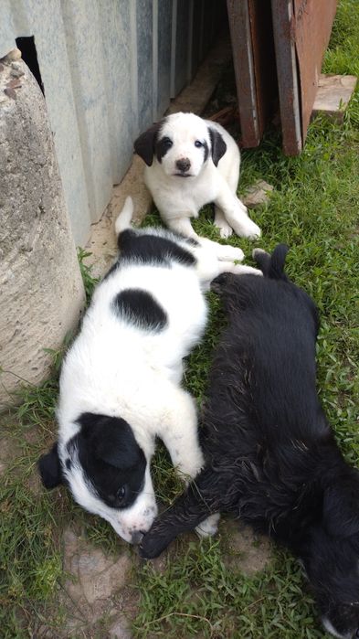 Donez cățeluși jucăuși