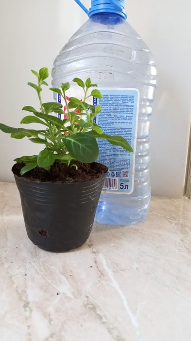 Петуния ампельная