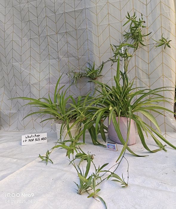 Хлорофитумы большие распродажа Доставка