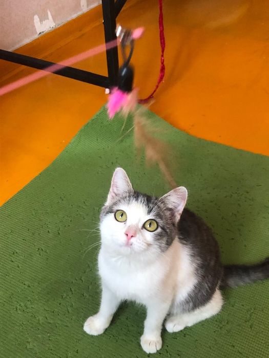 Отдам котенка в хорошие руки