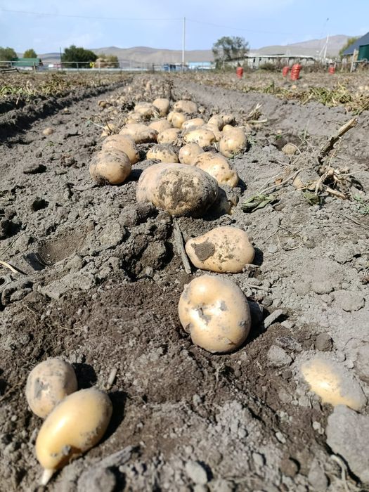 Картошк Нарынкол