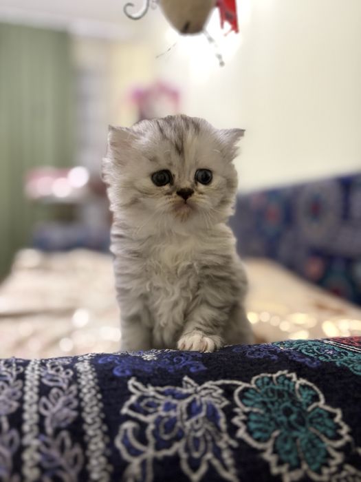 Продам котят британцев