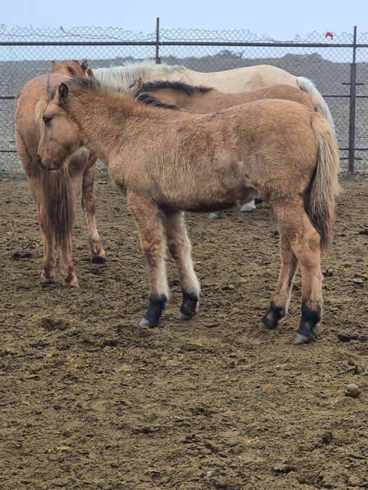 Мугалжар жабагылар