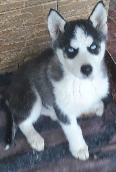 Husky Siberian mascul negru cu alb-ochi albastri