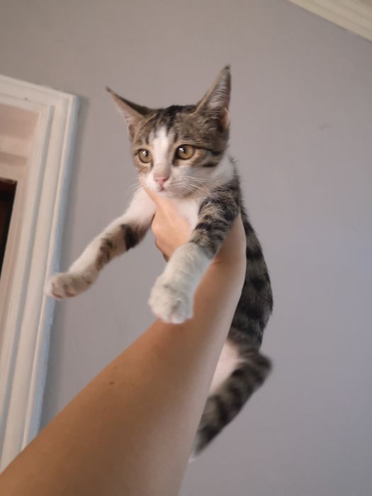 Котенок мальчик 2мес