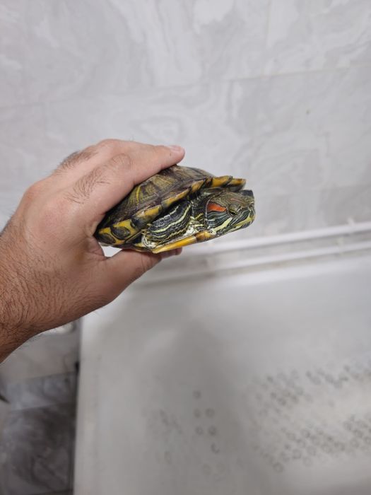 Suv toshbaqasi qizil quloq sotiladi 2 dona  500.000mingdan donasi