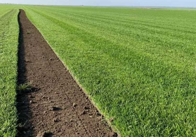 Gazon Rulou cu Garanție de Prindere 2 Anii – Servicii Complete de Montaj