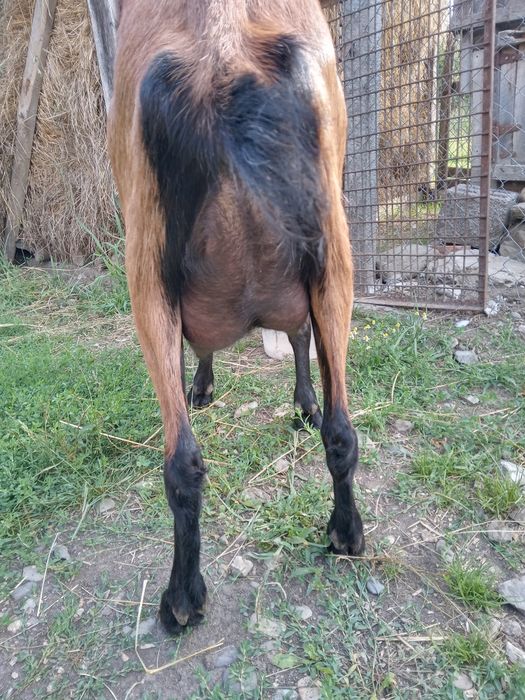 Vind urgent căpriță de rasă