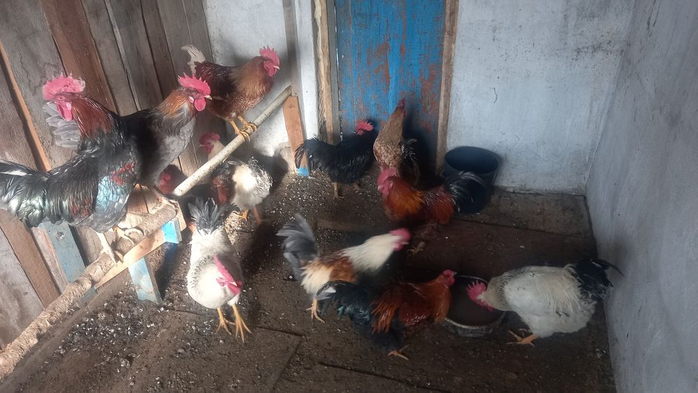 Әтештер Петух ..