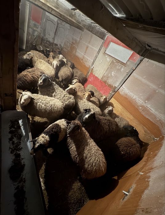 бараны кой қой сатылымда