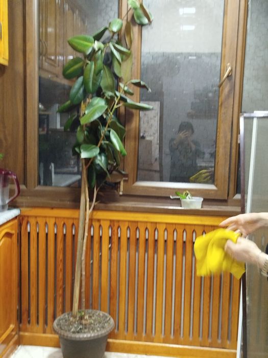 Фикус большой ухоженный