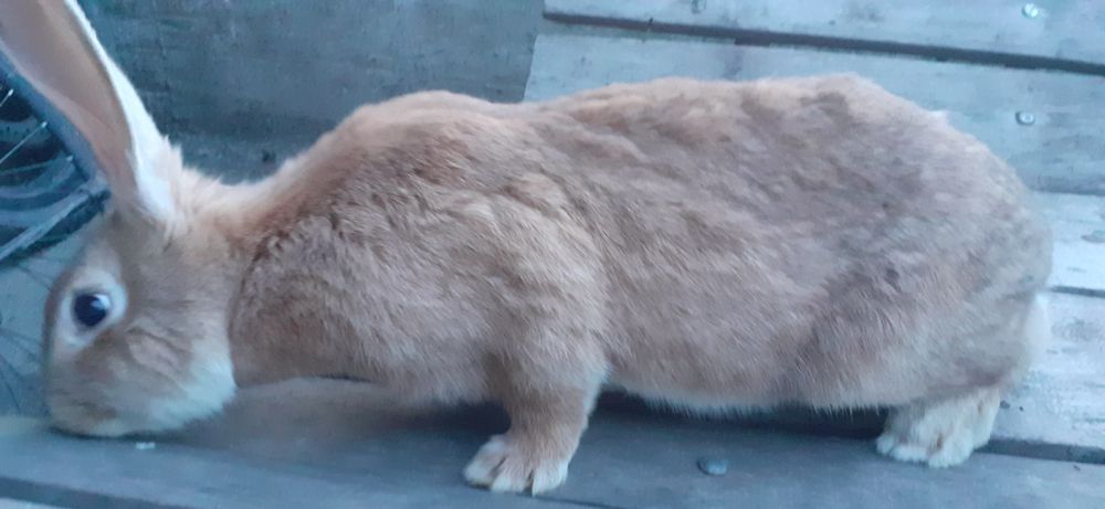 Iepuroaica giastanta