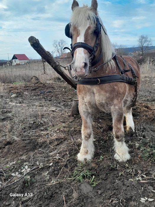 Iapa 7ani 6luni gestanta 165 înălțime