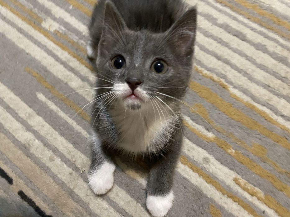 Котенок ищет дом!