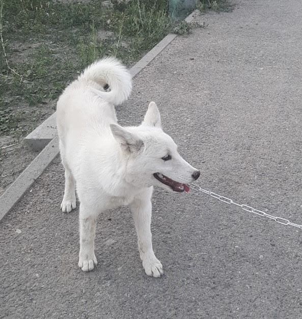 Продается чистокровный щенок хаски