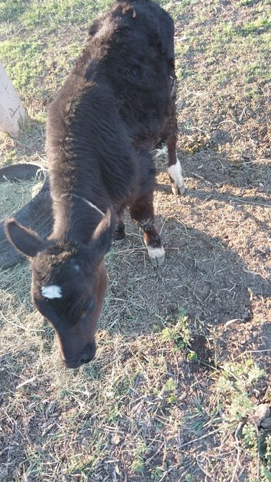 Сиыр, бұзуымен сатылады