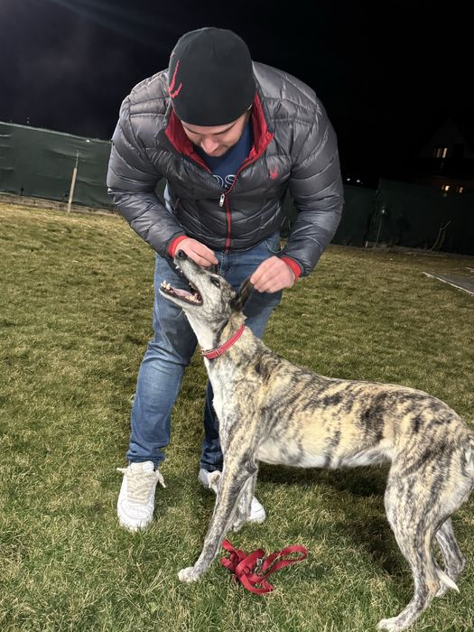 Vand ogar de vanatoare