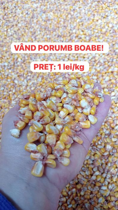 Vând porumb boabe