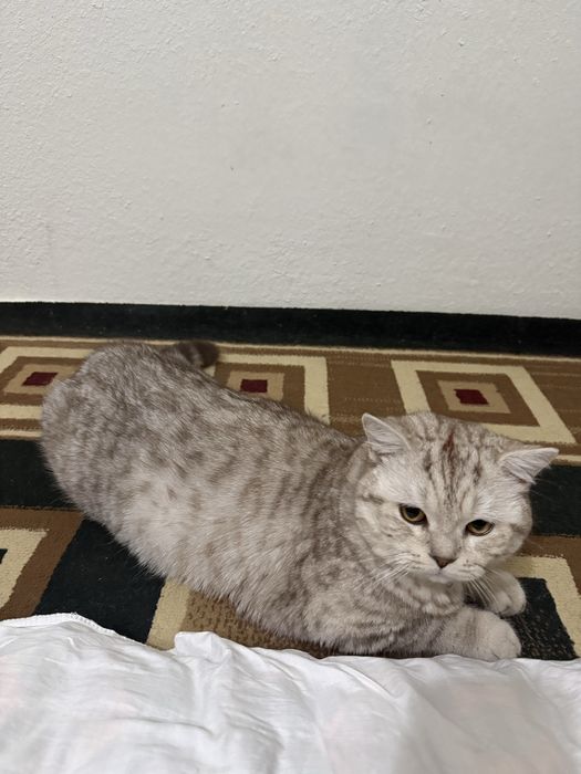 Вязка скотиш страйт