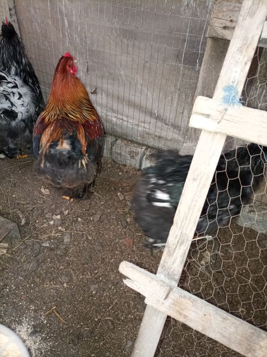 Găini și cocosi rase diferite