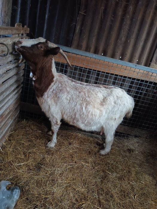 Capra gestanta boier