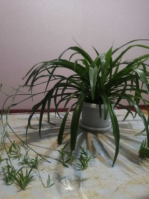 Продам Хлорофитум. Цена 5000тг