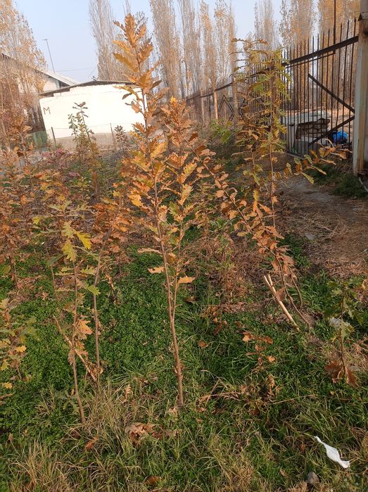 Dub-Eman kochatlari narxini gaplashamiz