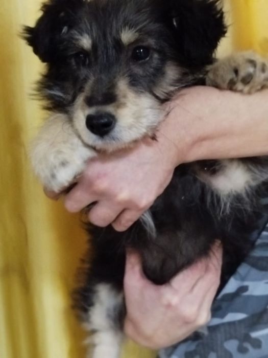 Щенок в добрые руки