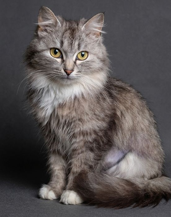 Кошки стерилизованные