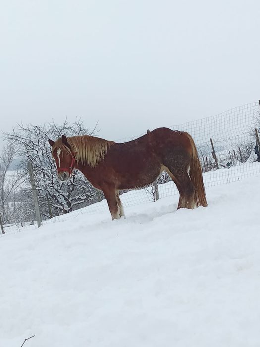 Vând manza din cai grei