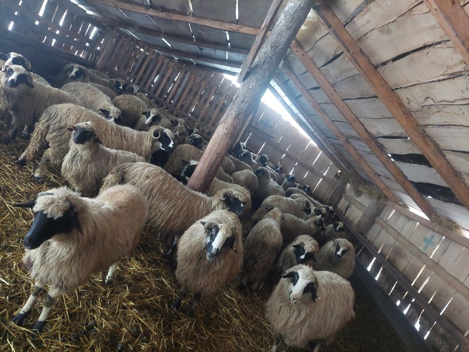 De vânzare breze de Petroșani