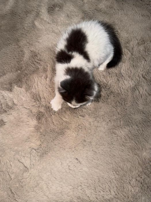Отдам котят в хорошие руки